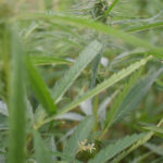 Hemp doesn’t like compacted soil and requires fields with good drainage. | File photo
