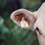 The CFIA says it will aggressively move forward with regulatory changes for agricultural inputs, including fertilizers, feed and seed, as well as livestock traceability and food labelling. | File photo