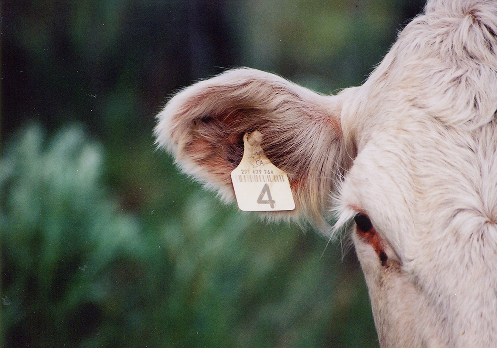 The CFIA says it will aggressively move forward with regulatory changes for agricultural inputs, including fertilizers, feed and seed, as well as livestock traceability and food labelling. | File photo