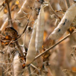 Canadian pea acres are expected to be flat this year at about 4.33 million acres. | File photo