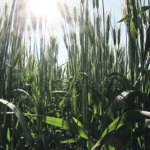 Analysts are expecting only a 10 percent increase in durum acres in Western Canada this spring, which is going to make for a tight durum market in 2020-21 because exports have been brisk. | File photo