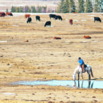Many cattle producers are concentrating on calving at the moment but attention to bull fertility will soon be required. That might mean a breeding soundness evaluation, specialists say. | Mike Sturk photo