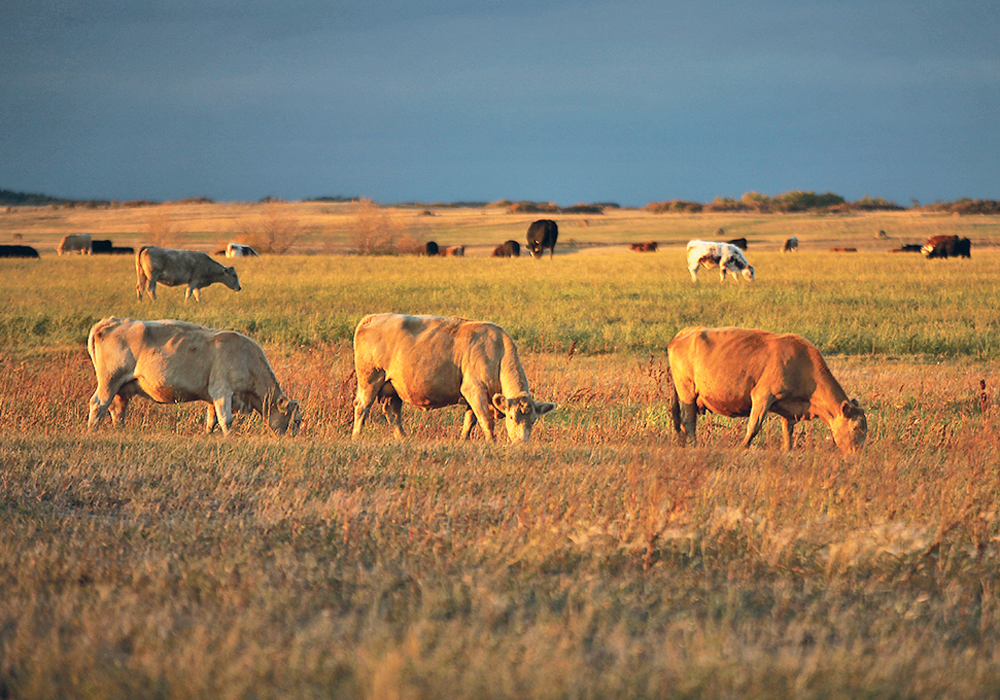 While unlikely, infectious disease specialists at the University of Saskatchewan want to know for certain if humans can transmit the novel coronavirus to farm animals.  | File photo