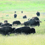 The Actiphage blood test has been successfully tested in humans and on 20 species of animals but never before on bison. | File photo