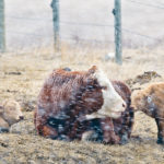 Spring is slow in coming for parts of the Prairies, but the COVID-19 pandemic has potential to bring stormy weather to all sectors of the beef industry, from calving to processing and distribution. The Canadian Cattlemen’s Association has asked the federal government for a number of actions to minimize risk. | Mike Sturk photo