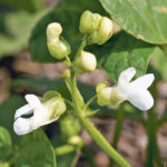 Dry beans offer yields, disease resistance and prices that can make them a dryland crop alternative to peas and lentils. | File photo