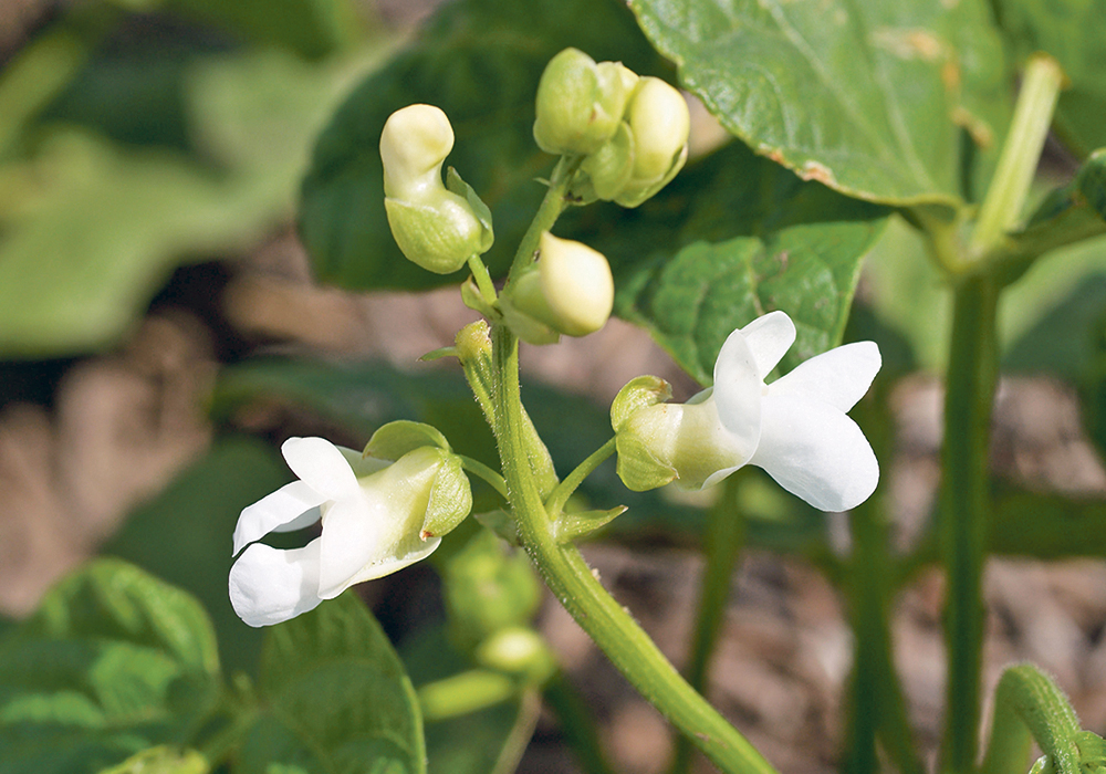 Dry beans offer yields, disease resistance and prices that can make them a dryland crop alternative to peas and lentils.  |  File photo
