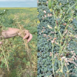 Ascochyta rabiei that’s strobilurin resistant is haunting prairie fields the past couple of seasons. Identifying the problem and determining the cause of fungal issues in chickpeas can be challenging sometimes. | Sabine Banniza photos