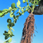 Winter pea plants have a proliferation of roots and shoot growth before winter, contributing to winter survivability. | Steven Guy photo