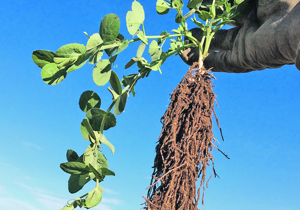 Winter pea plants have a proliferation of roots and shoot growth before winter, contributing to winter survivability. |  Steven Guy photo