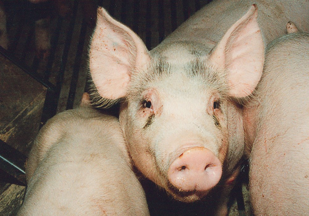 Scientists at the U.S. Department of Agriculture’s Plum Island Animal Disease Center in Long Island, New York, say they are close to developing an African swine fever vaccine that appears promising. | File photo