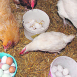 Andi and Alex Ray have 182 chickens and collect as many as 10 dozen eggs a day. | Christalee Froese photo