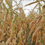 Corn producers are in a bind as forecasters struggle to pin down exactly how far ethanol production is likely to drop in light of the collapse in oil prices. | REUTERS/Bryan Woolston photo