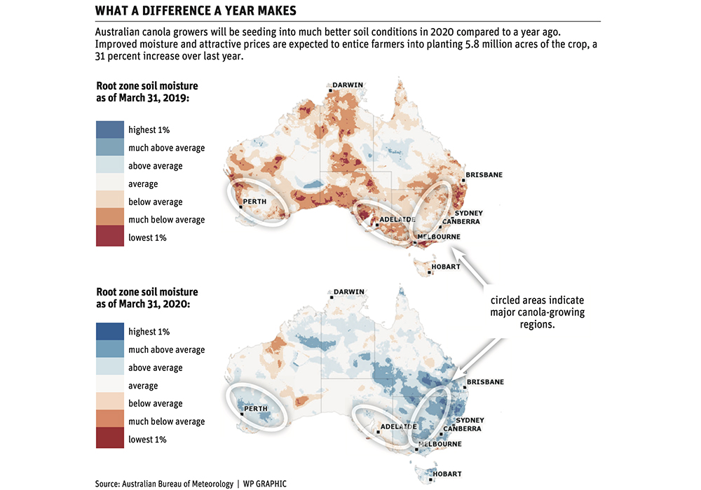 Australia expects canola rebound this year