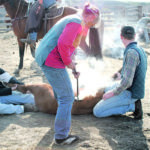 Some ranchers are considering forgoing branding this year, but the castrations and vaccinations that are often done at the same time are not as easily abandoned. | File photo