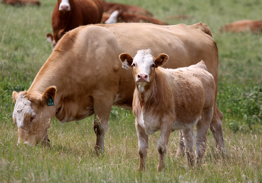 In a news conference today, Canadian Cattlemen's Association vice-president Dennis Laycraft said it is not known when the plant will reopen and the situation has already gone from serious to urgent. | File photo