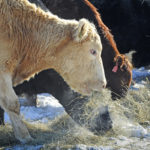 In the last week or so, several groups have blamed "factory farming" for pandemics like COVID-19 and said more will happen unless intensive agriculture comes to an end. | File photo