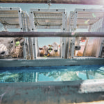 GrowSafe says producers should look at residual feed intake along with gain if they want to get a better look at total profitability. The RFI by itself shows efficiency of gain, but it doesn’t quantify if the animal is a big gainer or a small gainer. | GrowSafe photo