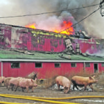 Animals could have been saved in many fatal barn fires if a fire plan had been developed and practised. Because most barns have metal siding, and electrical malfunction is the major cause of barn fires, there is always the risk of electrocution when touching the siding. | John Whelan photo