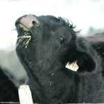 Cows need about 20 percent more calcium before calving and about 40 percent more after calving. Low calcium levels could make them prone to prolapse of the uterus after calving. | Wendy Dudley photo