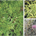 Clockwise from left to right: Kochia, downy brome and spotted knapweed are some of the troublesome invasive weeds in Alberta. | File photos