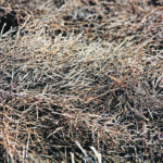 Spring canola manages to keep from shelling out over the winter. The canola is testing dry and producers say it may even be a better sample than last fall when harvest was abandoned. | Michael Raine photo