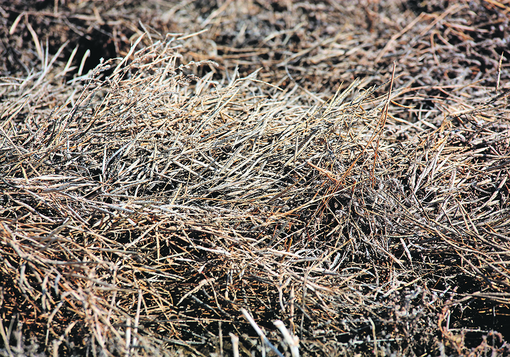 Spring canola manages to keep from shelling out over the winter. The canola is testing dry and producers say it may even be a better sample than last fall when harvest was abandoned.  |  Michael Raine photo