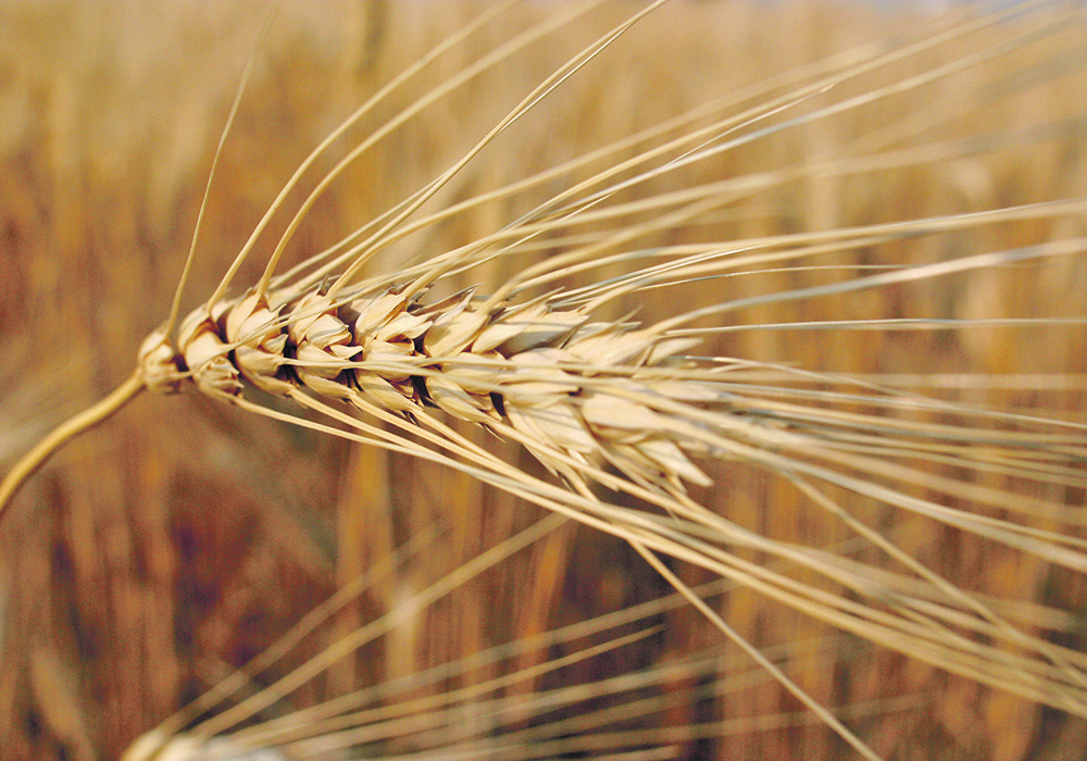 It’s thought that Turkey is buying more durum because it is processing and reselling it to neighbouring countries affected by Syria’s civil war. | File photo