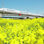 The European Union and the United Arab Emirates are expected to continue filling the hole in canola exports left by China. | File photo