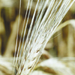 Spot prices for feed barley haven’t moved much in the last two weeks. | File photo