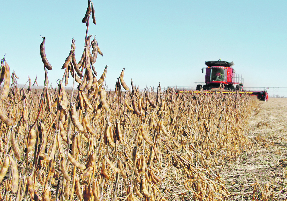 Soybean demand has been stronger than anticipated because of Chinese crush exceeding expectations during the first half of 2019-20. | File photo