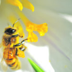 Only about 10 percent of the usual bee packages have arrived in Canada this year. | File photo
