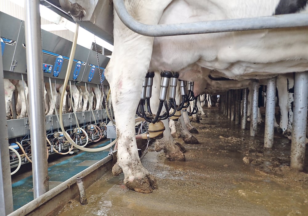 The milk reductions will vary by province, but farmers hope they will be able to increase production smoothly when the economy begins to slowly restart, said David Wiens, vice-president of the Dairy Farmers of Canada. | File photo