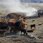 The U.S. COVID-19 aid package includes $16 billion in direct payments with $9.6 billion going to livestock producers, $3.9 billion set aside for row crop farmers, $2.1 billion for the specialty crops sector and $500 million for other crops. | File photo