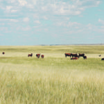 Ranchers are advised against renting pasture on a per acre basis because it can result in over-grazing. | File photo