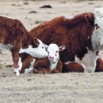 The Western Stock Growers Association is concerned that there won’t be a place for this year’s calves if feedlots are full of cattle being maintained while they await shackle space. | Mickey Watkins photo