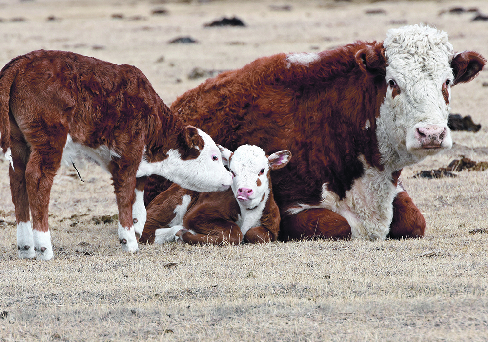 The Western Stock Growers Association is concerned that there won’t be a place for this year’s calves if feedlots are full of cattle being maintained while they await shackle space.  |  Mickey Watkins photo