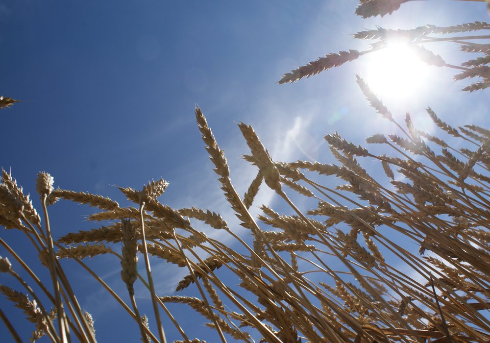Lorne Hadley, executive director of the Canadian Plant Technology Agency, says unnamed seed buyers from Kazakhstan have been attempting to gain illegal access to made-in-Canada varieties of wheat, barley, pulse crops and soybeans. | File photo