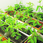 Harshini Dona's growth chamber trials with soybean. | Jeff Schoenau/University of Saskatchewan photo