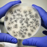 Agriculture Canada senior staff are considering halting field, greenhouse and some lab research projects due to the risks from COVID-19. This includes co-operative trials for crops.
| File photo