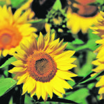 It’s thought that sunflower growers will increase acres by 25 percent in Canada this year. | File photo