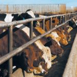 Canadian Cattlemen’s Association executive vice-president Dennis Laycraft said the CCA estimates cattle industry losses of about $500 million if the government does not act.
| File photo