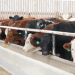 While producer organizations say the new money isn't enough to address challenges, federal agriculture minister Marie-Claude Bibeau said the measures intend to save family farms and ensure food security. | File photo