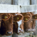 The CCA estimates there is a backlog of 100,000 head because of the reductions in processing capacity. It said an additional 6,000 to 9,000 head of cattle per day are being added to the current accumulation. | Mike Sturk photo