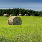 Hay sold off the farm takes away more nutrients than a grain crop. | GETTY IMAGE
