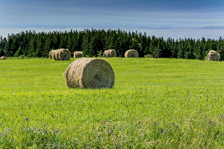 Hay sold off the farm takes away more nutrients than a grain crop. |  GETTY IMAGE