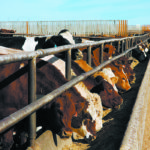 There is no room on the range for cattle as slaughterhouses across North America close because of the COVID-19 pandemic, leaving farmers nowhere to ship their animals. | File photo