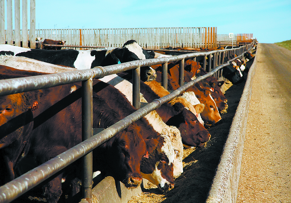 There is no room on the range for cattle as slaughterhouses across North America close because of the COVID-19 pandemic, leaving farmers nowhere to ship their animals. | File photo