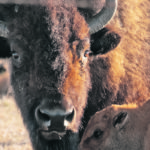 Canadian bison producers say the pandemic hasn’t hit them as hard as it has the American industry. | Randy Vanderveen photo
