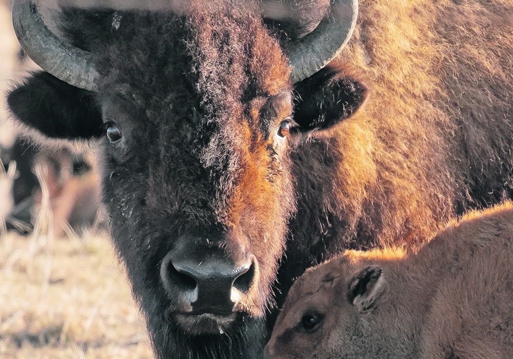 Canadian bison producers say the pandemic hasn’t hit them as hard as it has the American industry. | Randy Vanderveen photo
